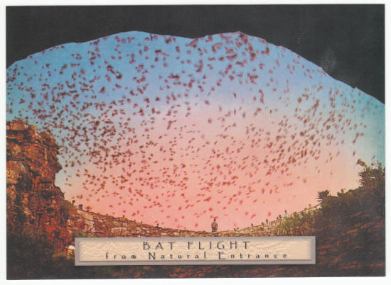 Carlsbad Caverns Bat Cave Post Card