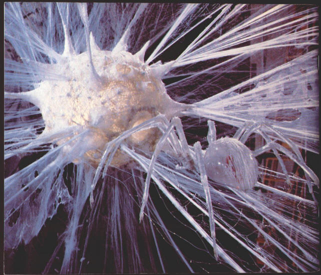 Cinefex #12 back cover