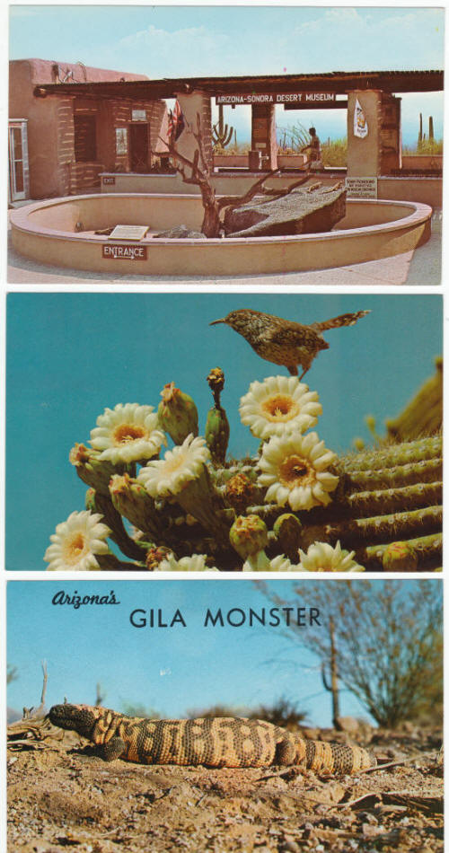 Arizona Sonora Desert Museum Post Cards