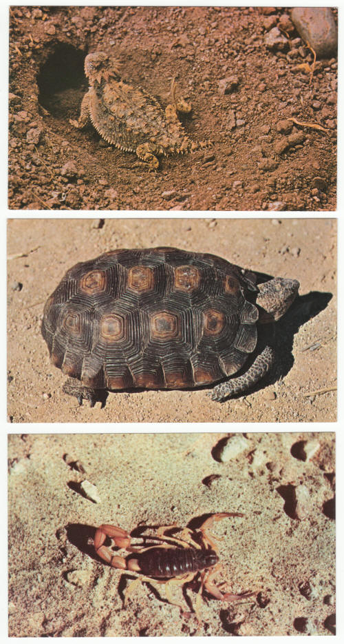 Arizona Sonora Desert Museum Post Cards
