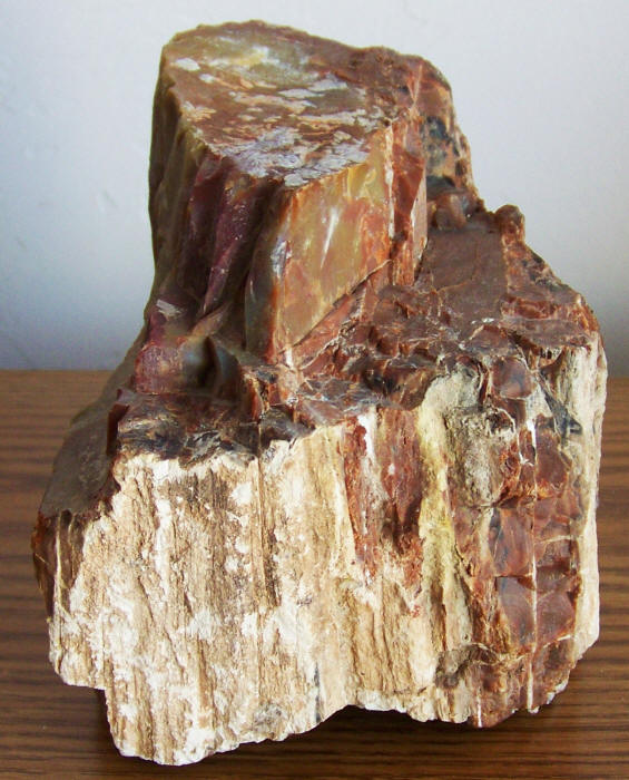 Arizona Rainbow Petrified Wood