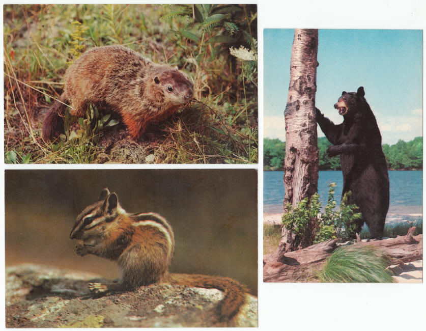 Pocono Mountains Pennsylvania Post Cards 1960s