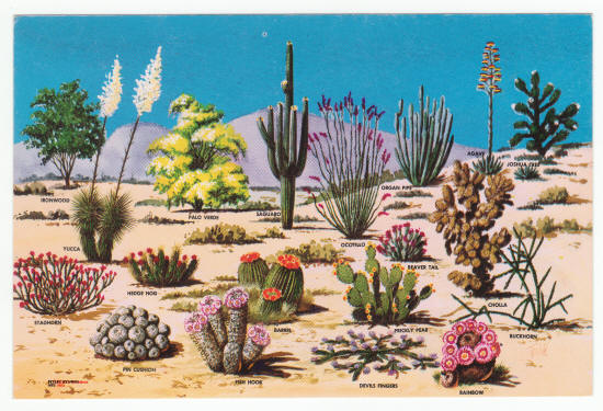 Saguaro National Monument Post Card 1960s