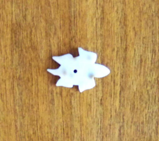 1978 Turtle Puka Shell