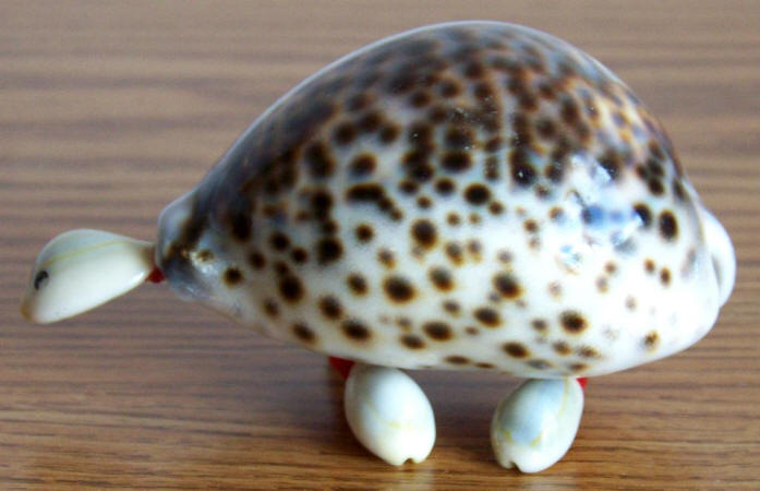 1970 Tiger Cowrie Sea Shell Turtle Souvenir